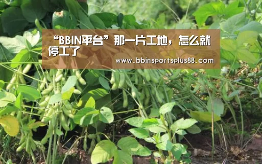 “BBIN平台”那一片工地,怎么就停工了(图4) BBIN平台